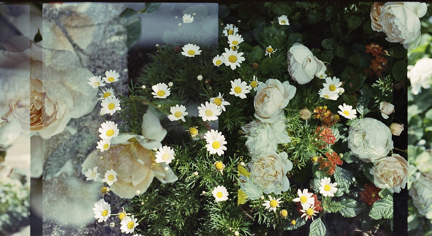 Jack Loucks Court + Summer Blooms