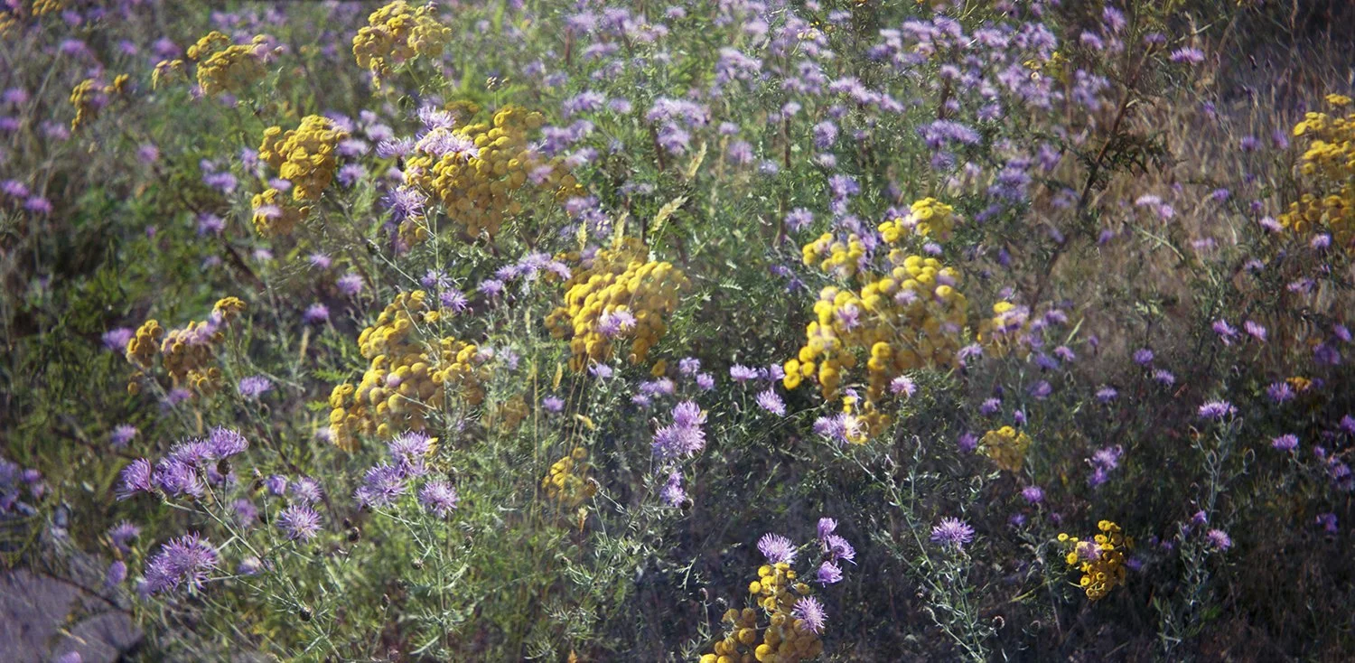 Belair Double Exposure_Flowers_Urban Field_Cropped_lowres.jpg