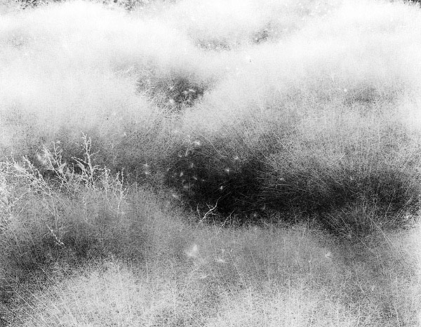 Mono-Grasses.jpg
