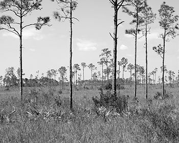 ev5-ed-bw.jpg