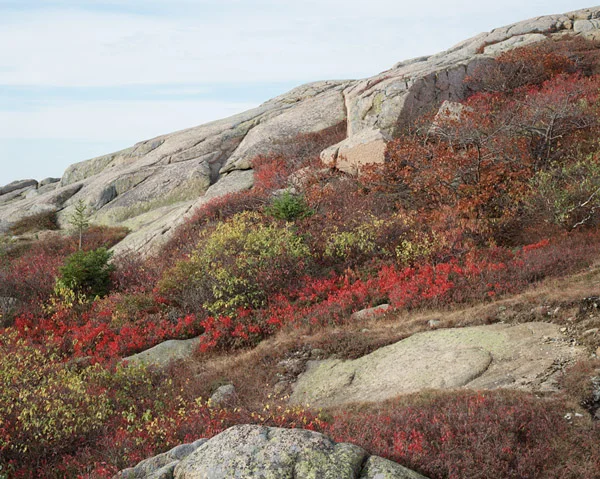 acadia.jpg