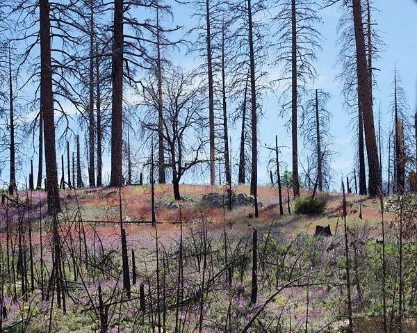 Foresta.jpg