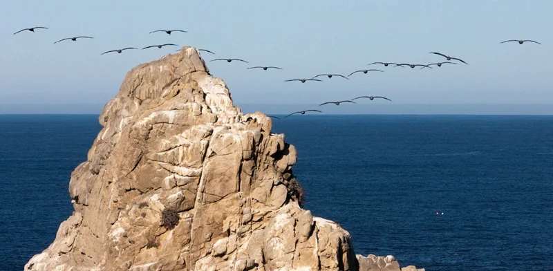 20111204_pt-lobos_0053.jpg