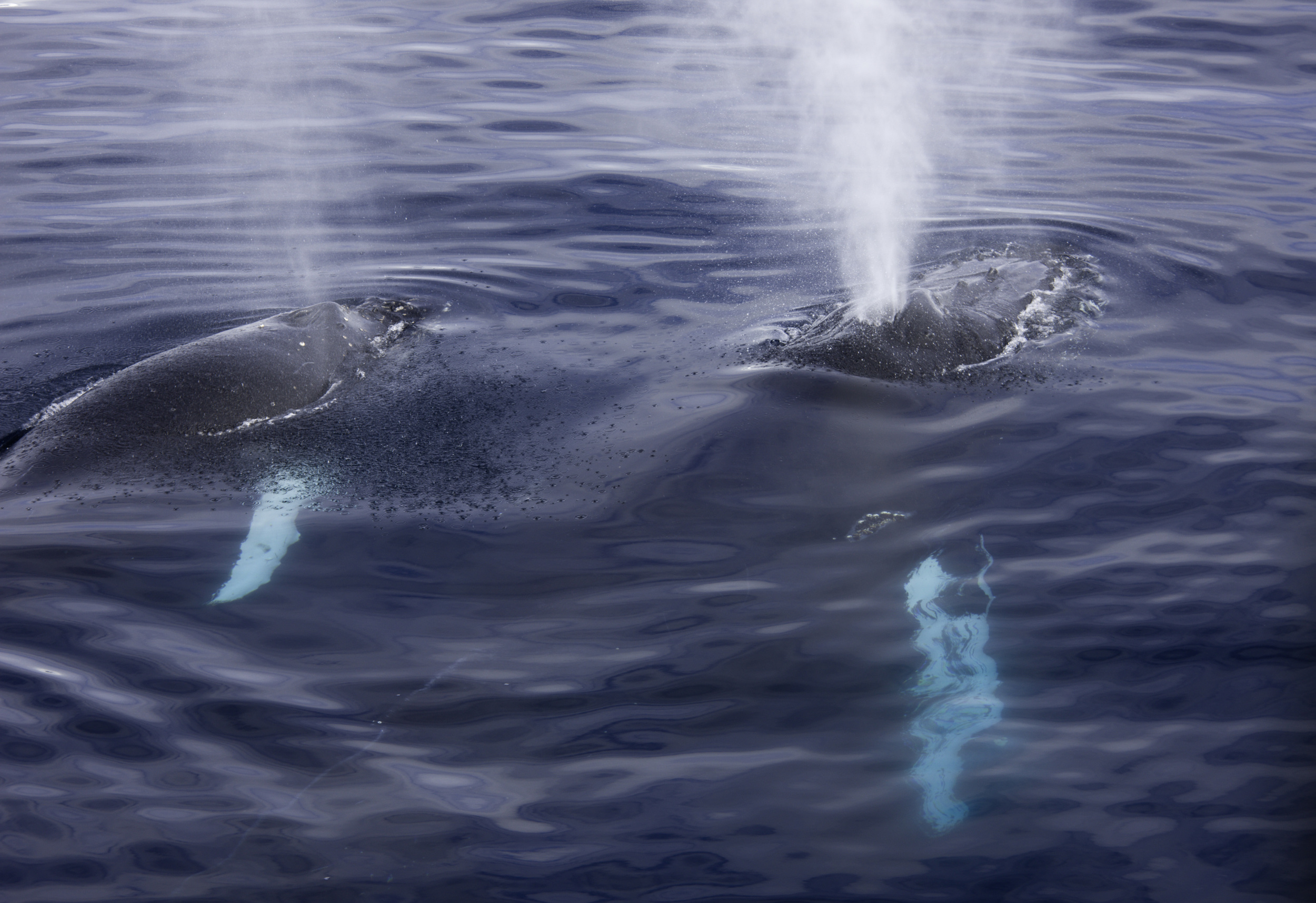 Mother and Calf. Humpback Whales. Antarctica.