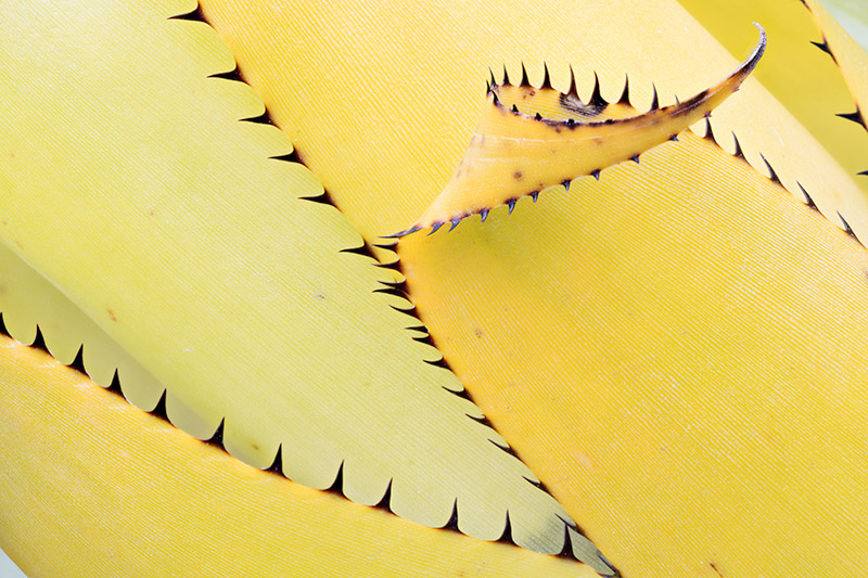 Agave. Shelldance Gardens.