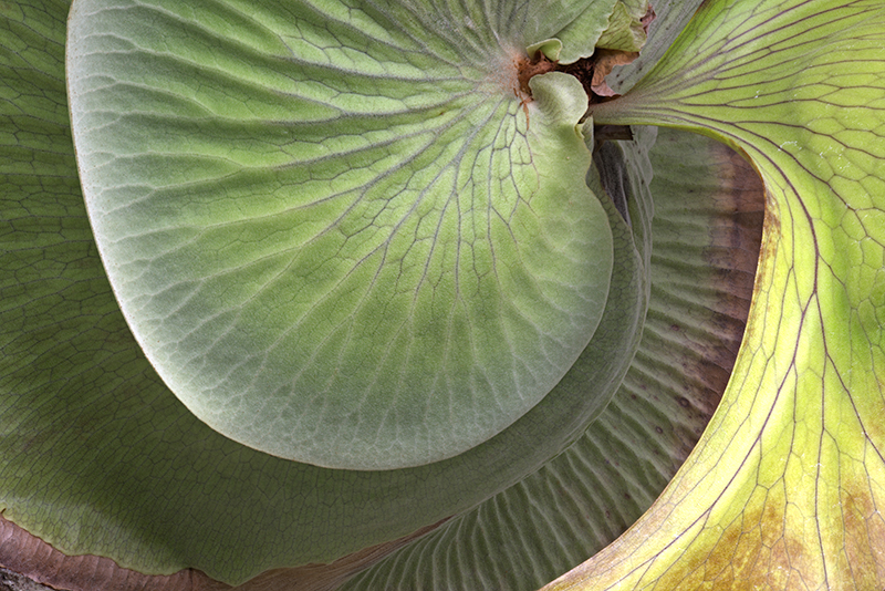 Staghorn Fern. Shelldance Gardens.