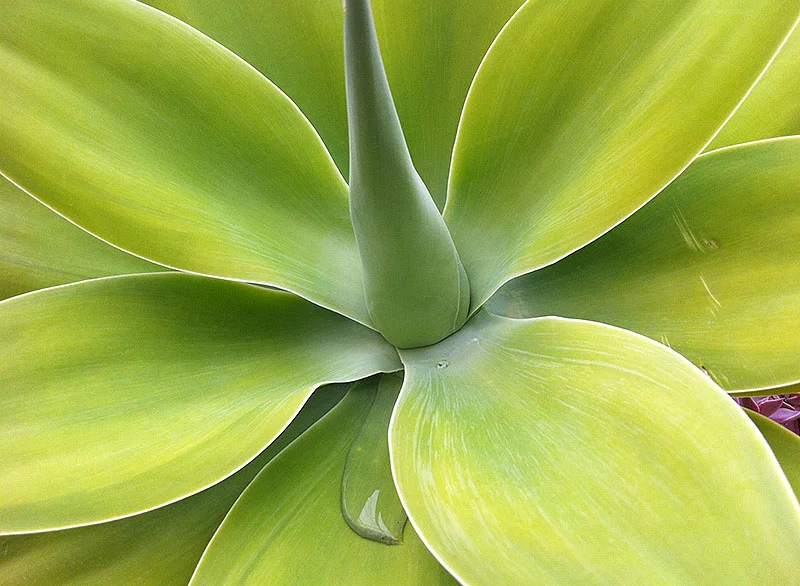 Flora and Form: from Orchid Gardens to Digital Lab