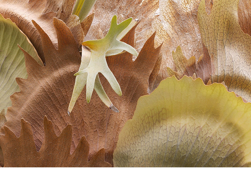 A Few Photographs from Shelldance Orchid Gardens