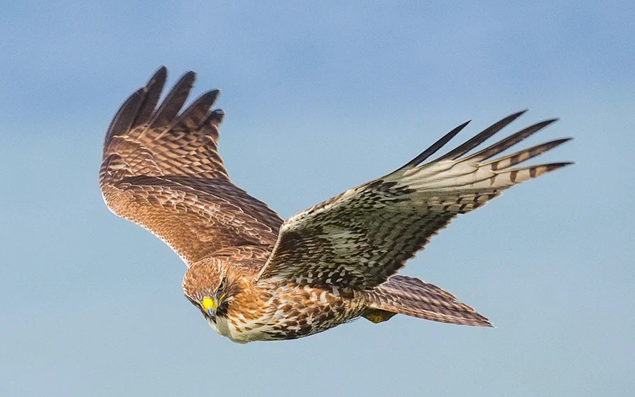 Redtail Hawk in Flight. Mussel Rock. 2017. Canon 5DSr.