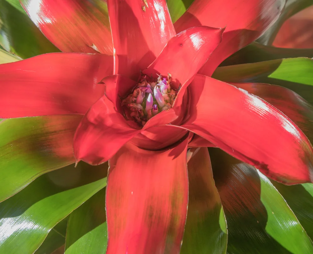 Bromeliad. Flora Grubb. San Francisco 2017. Canon EOS-1Dx Mark II.
