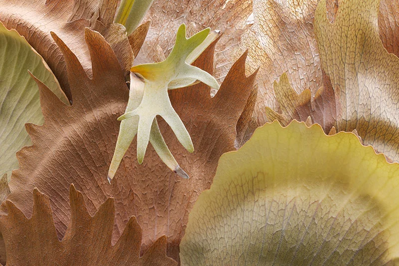 20130426_shelldance_0172-174.jpg