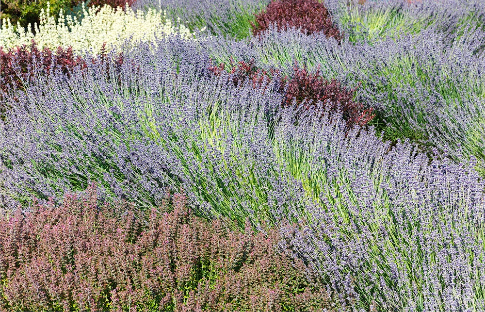 Heathers. Filoli Gardens . Woodside, CA. 2018. Canon EOS 5DSr.