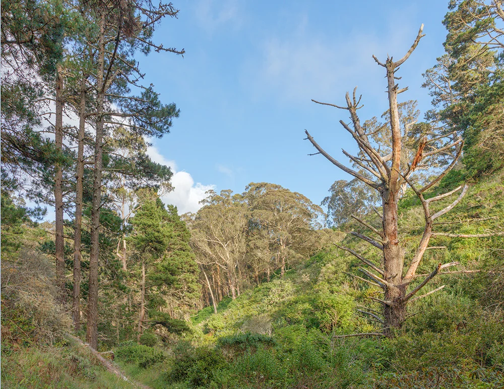 Arroyo Trail. Pedro Point Headlands. Pacifica, CA. 2018. Canon EOS 5DSr.