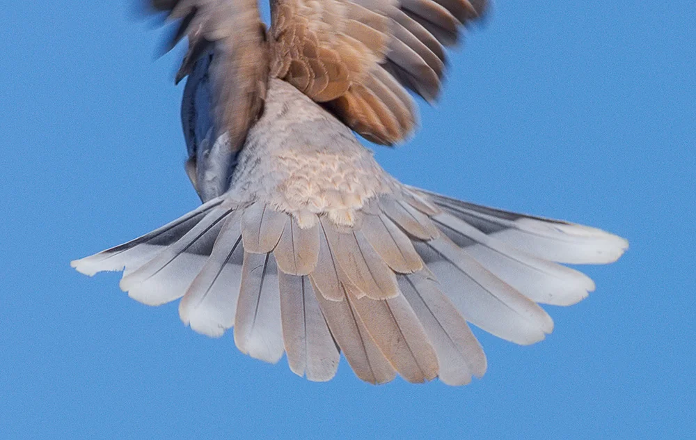 Dove Tail Taking Flight. Pacifica, CA. 2018