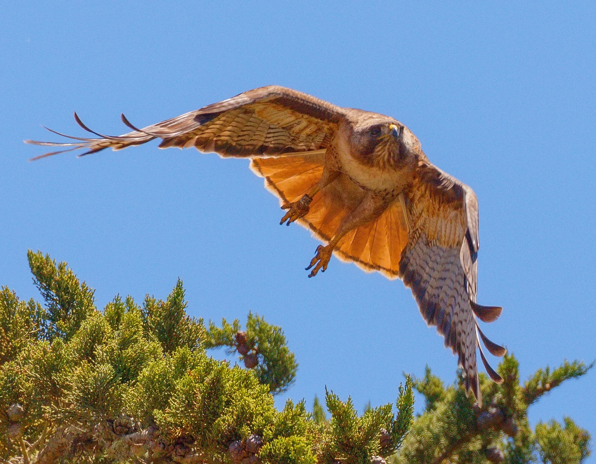 Launching Redtail Hawk. Pacifica Center for the Arts.. 2018. Canon EOS 5DSr.