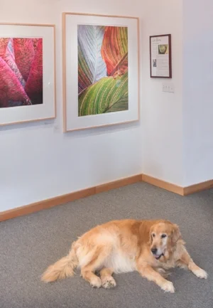 Sandy, my 14 year old sweetheart. Our gallery mascot.