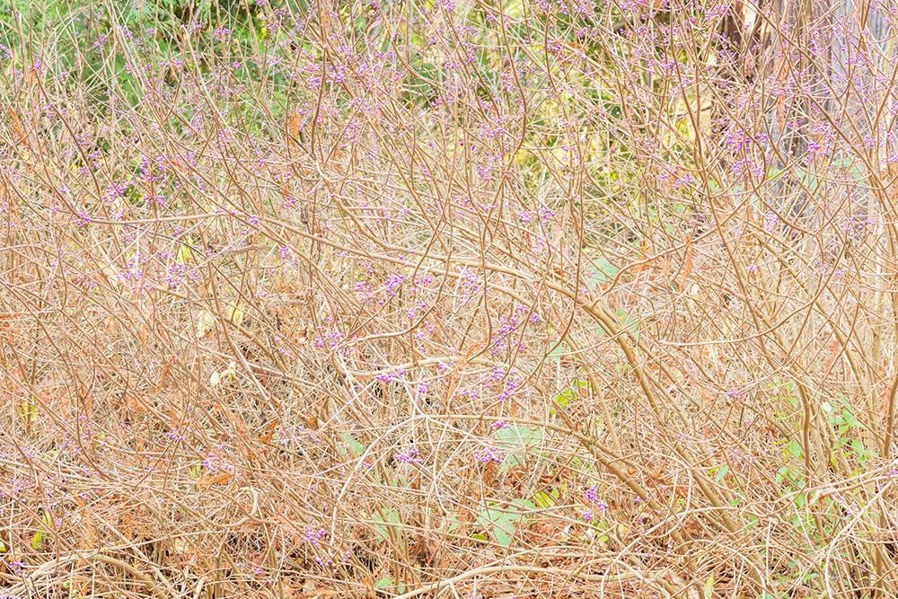 Brush and Purple Flowers. Washington Park Arboretum. Seattle, WA. 2017. Canon 5DSr.