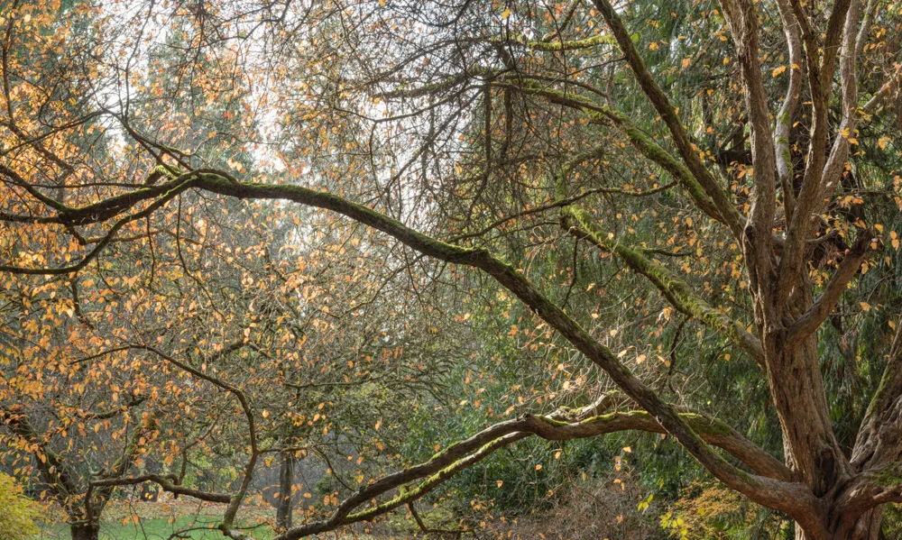 Washington Park Arboretum. Seattle, WA. 2017 Canon 5DSr.