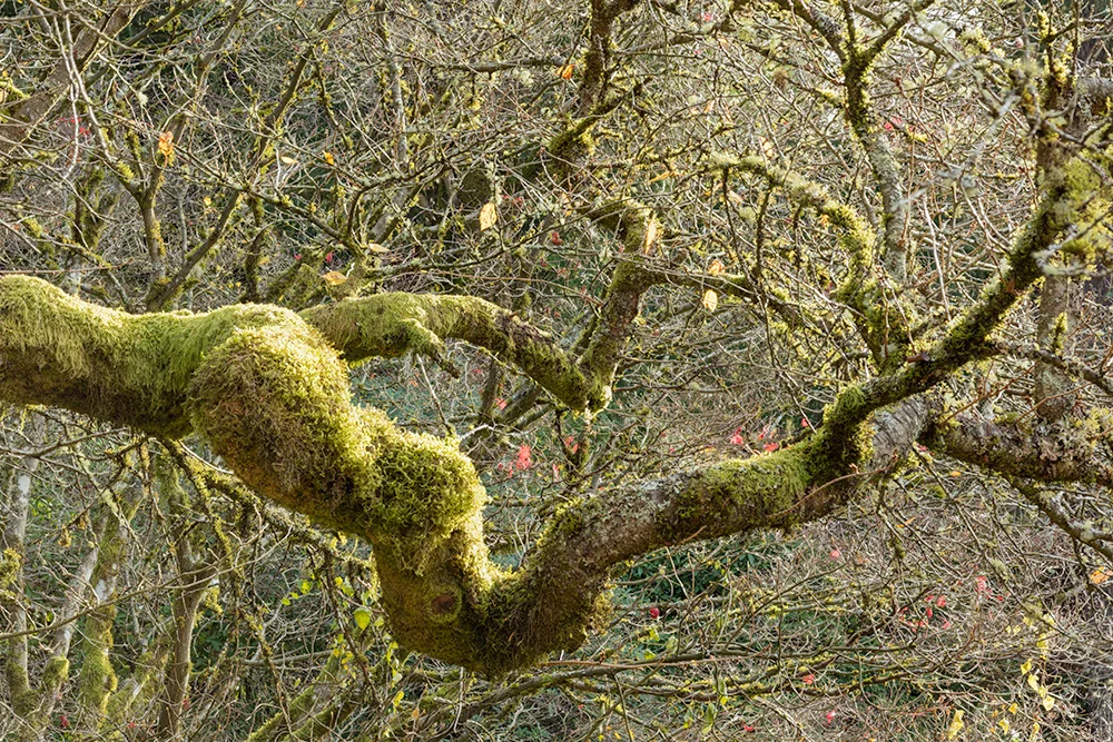 Washington Park Arboretum. Seattle, WA. 2017. Canon 5DSr.
