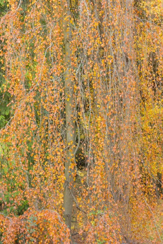 Cascade of Drying Leaves. Washington Park Arboretum. Seattle, WA. 2017. Canon 5DSr.