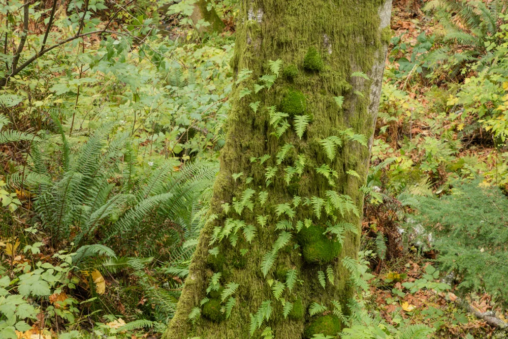 Tree, Moss and Ferns. Bloedel Reserve. Bainbridge Island, WA. 2017. Canon 5DSr.