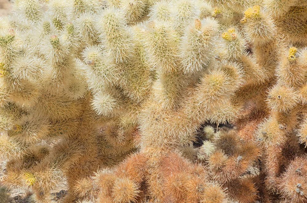 Cholla. Joshua Tree National Park. 2018. Canon EOS 5DSr.