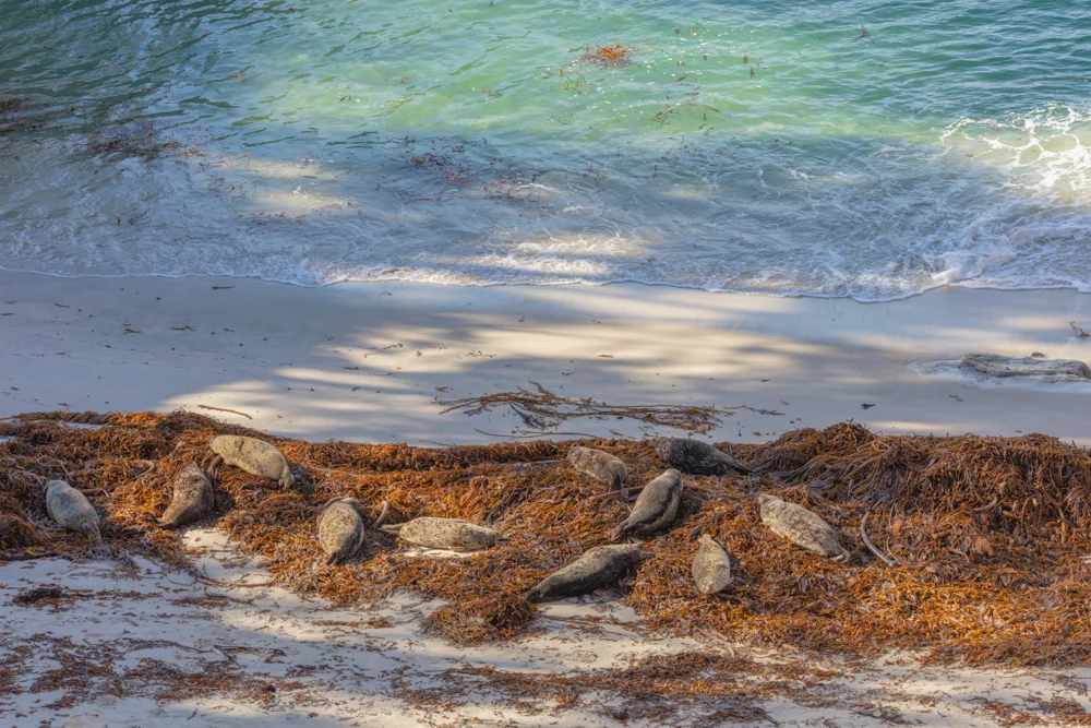 Harbor Seals, Kelp and Beach. China Cove. Pt. Lobos, CA . 2018