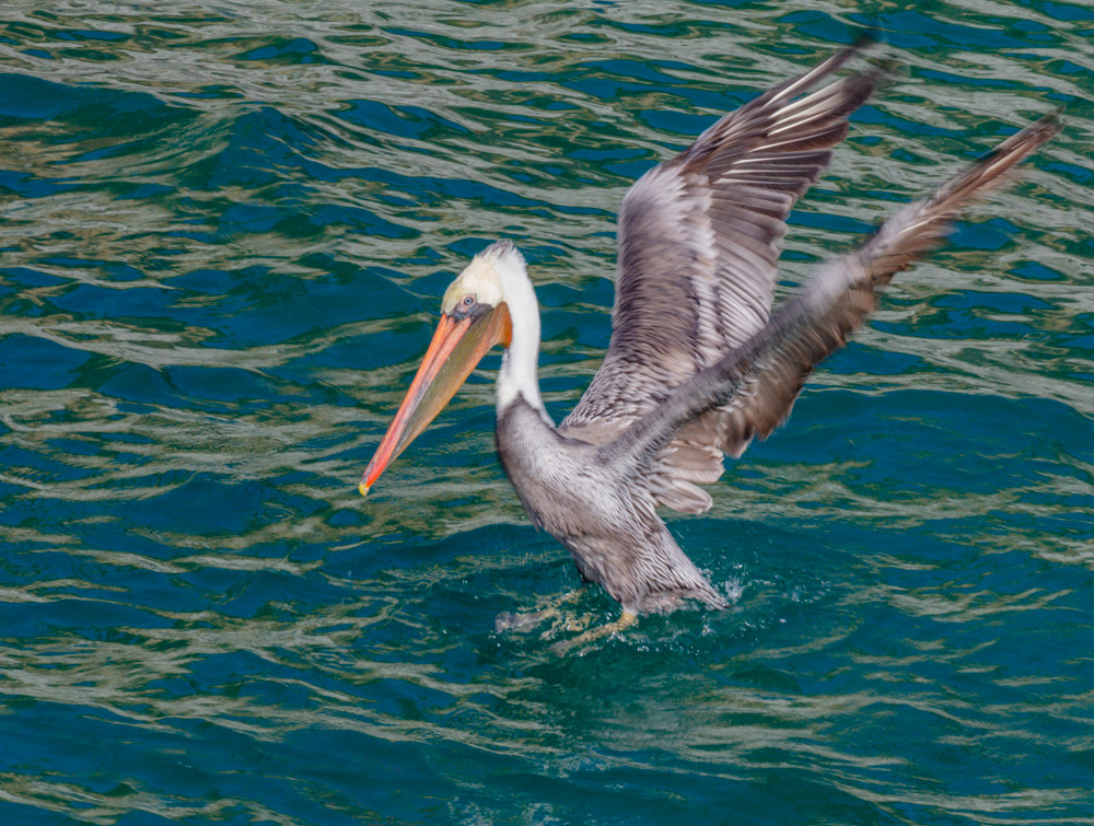 California Brown Pelican. China Cove. Pt. Lobos,, CA 2018.