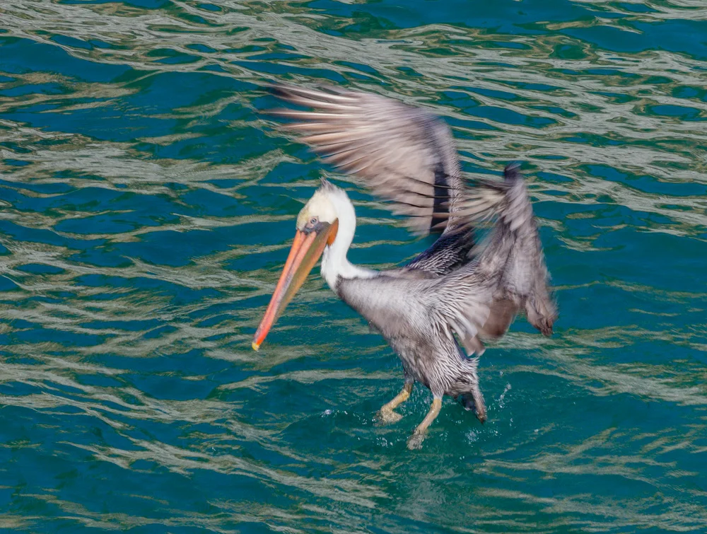 20181202_pt-lobos_0212.JPG