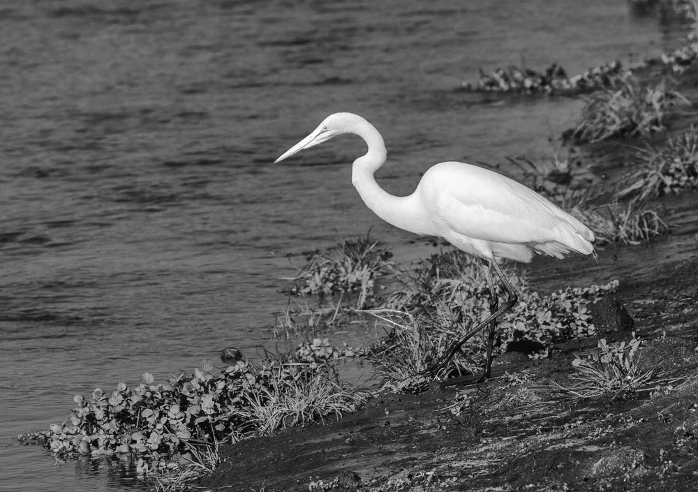 20181130_monterey_0020_BW_1.JPG