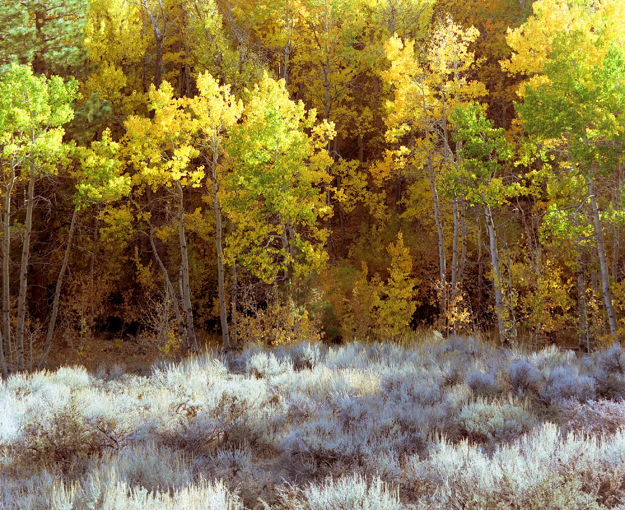 Aspens and Sage. Lee Vining Canyon. 1988.
