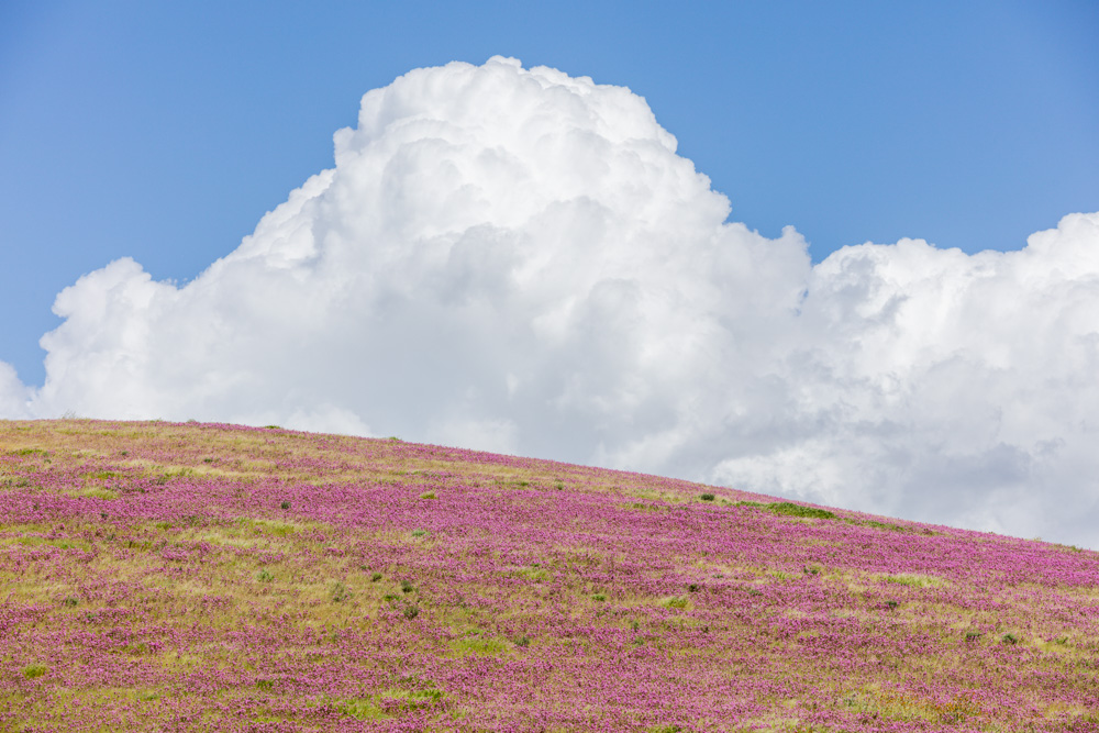 Wildflowers and Clouds