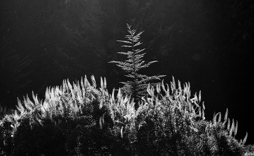 Echium and Pine. Golden Gate Park. 2018. Canon EOS 5DSr.