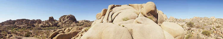 joshua-tree.jpg