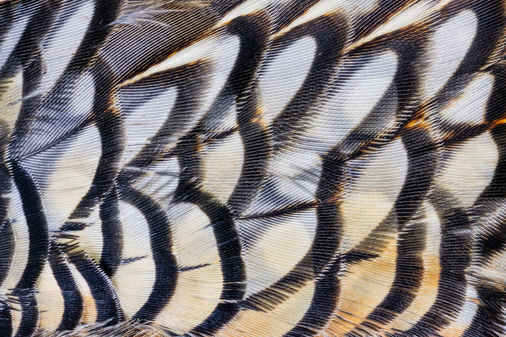 Male Quail Feathers, CA. 2019. Canon EOS-5DS R.