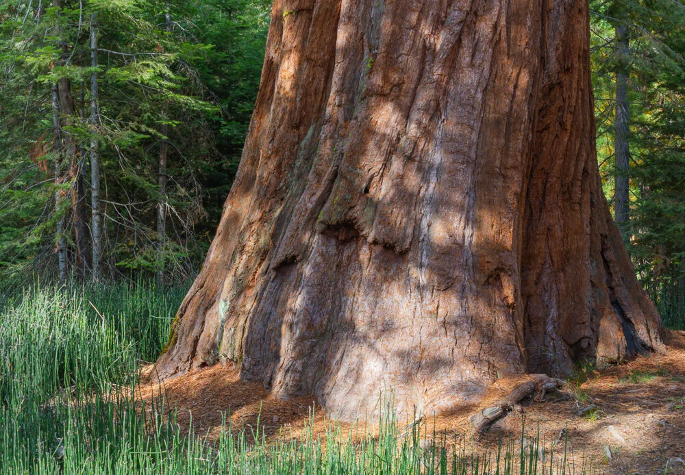 Giant Sequoia. Mariposa Grove. Yosemite. 2019. Canon EOS 5DSr. EF70-200mm f/4L IS II USM lens