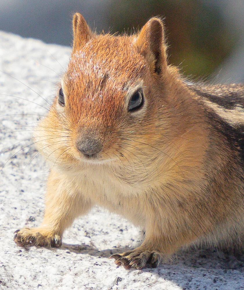 Lodgepole chipmunk. Olmsted Point. Yosemite. 2019.