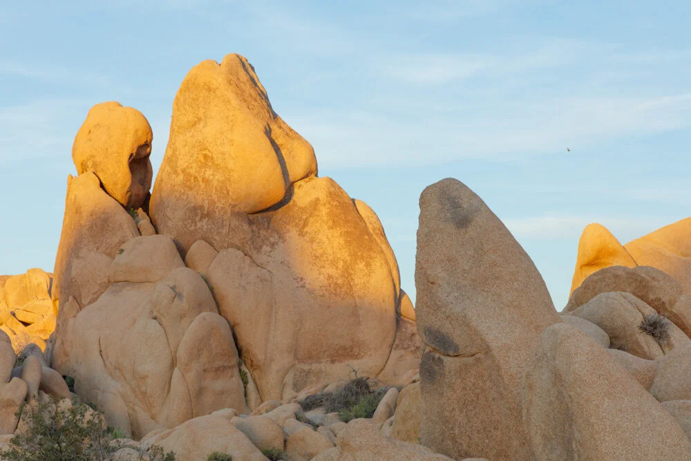 Joshua Tree. 2018.