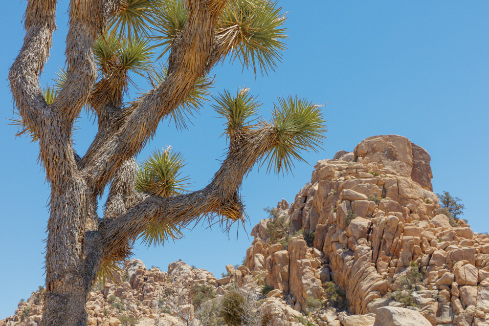20180504_joshua-tree_0029.JPG