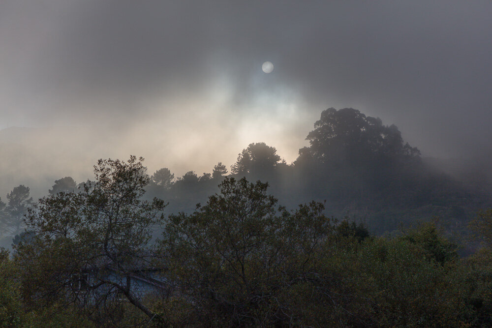 Foggy Sun and Trees. Pacifica, CA. 2019.