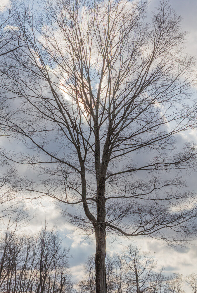 Backlit Tree in Morning Light. HDR Demonstration. near Hartford, CT. 2019. Canon EOS 5DS R.