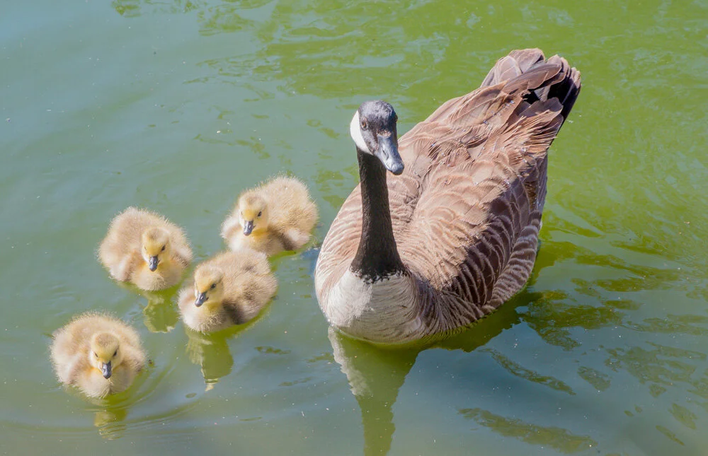 Geese. Golden Gate ark. San Francisco, CA. 2019. Canon EOS 5DSr.