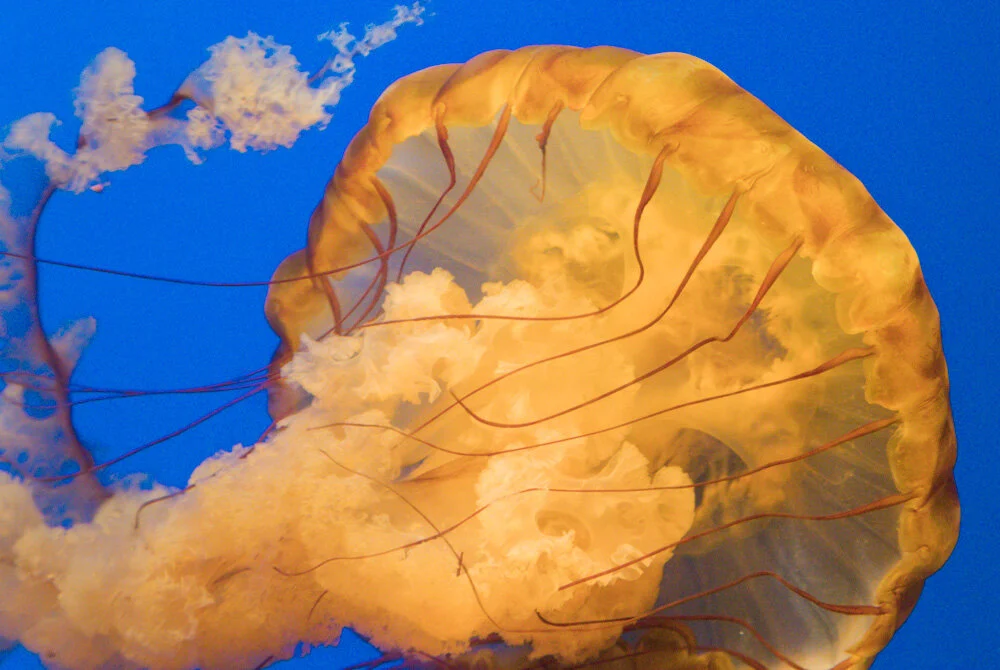 Jellyfish. California Academy od Sciences. 2019. Canon EOS 5DSr.