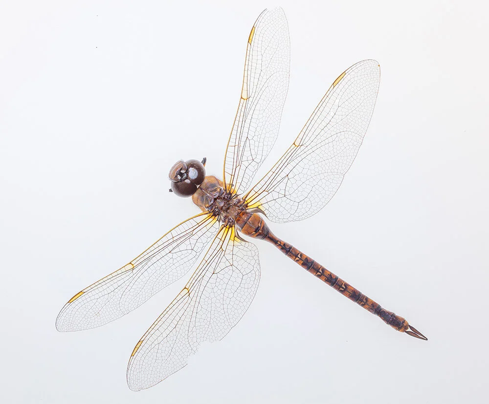 Found Dragonfly. 2019. Canon EOS R.