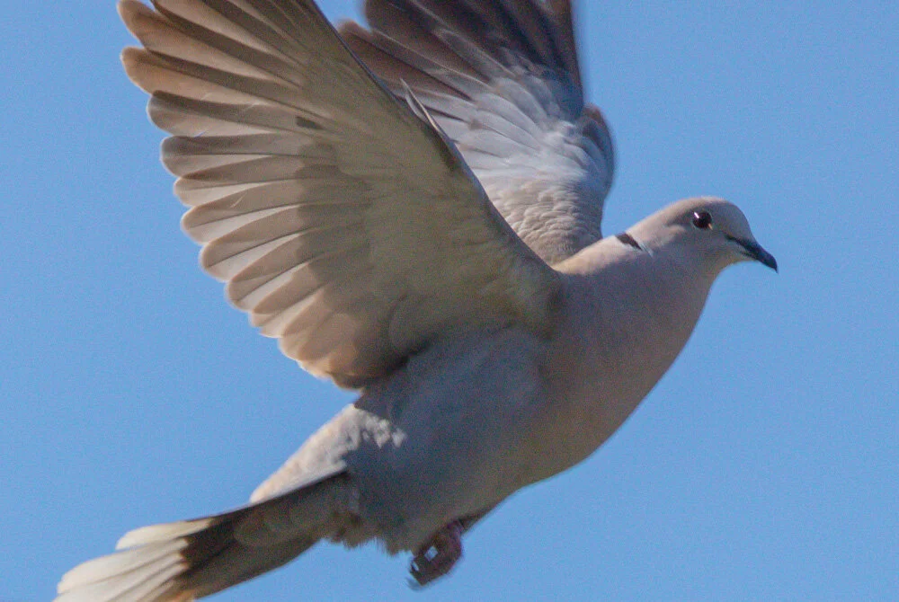 Dove in flight. 2019. Canon EOS 5DSr.