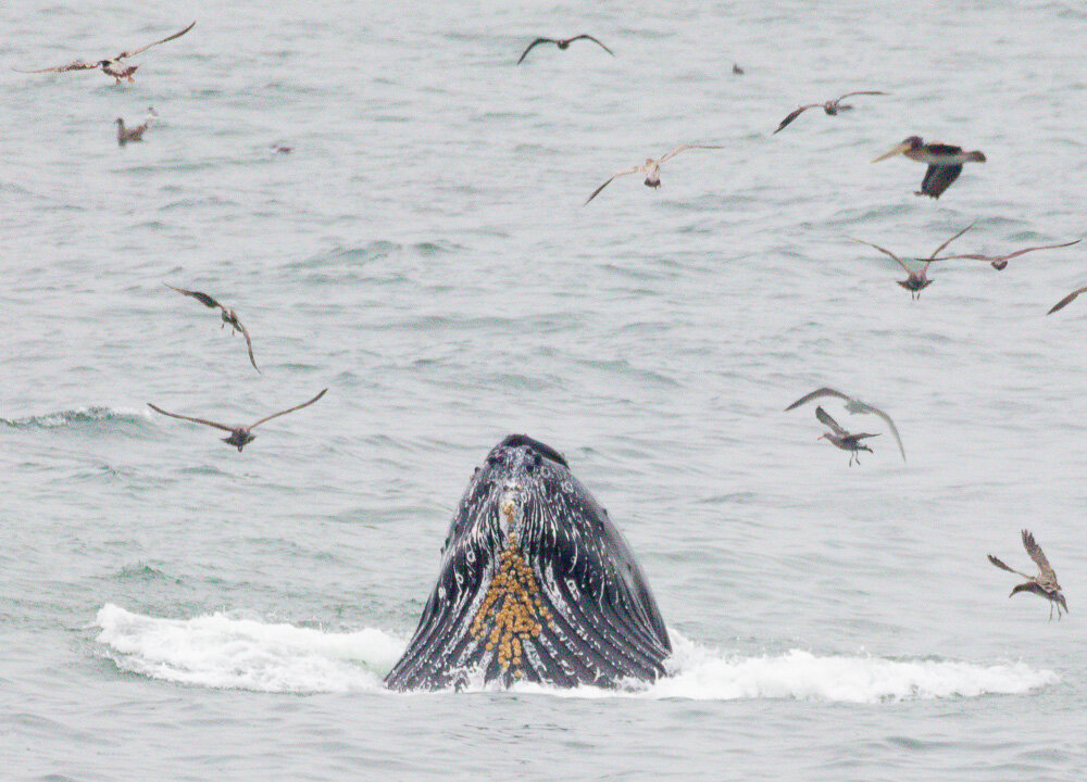Lunging Humpback Whale. Linda Mar Bay. Pacifica, CA 2019. Canon EOS 5DSr.