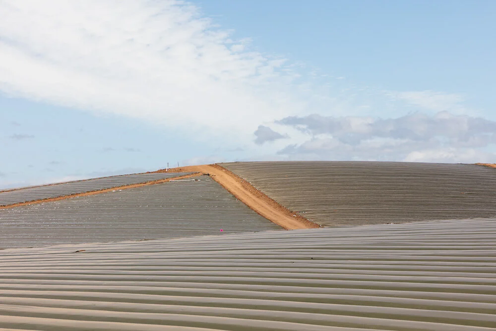 Plastic Covered Field near Wastonville, CA 2019. Canon EOS 5DSr.