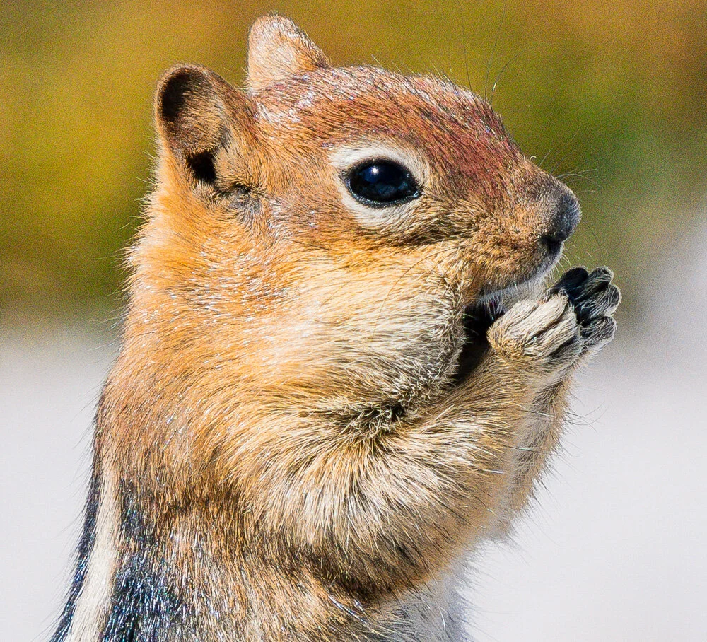 Chipmunck. Olmstead Point. Yosemite National Park. 2019. Canon EOS 5DSr.
