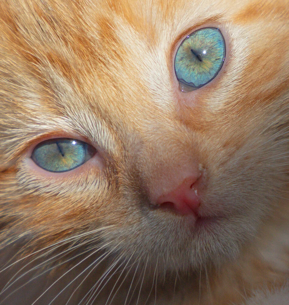 Wallee, the rescued kitten. 2019. Canon EOS 5DSr.