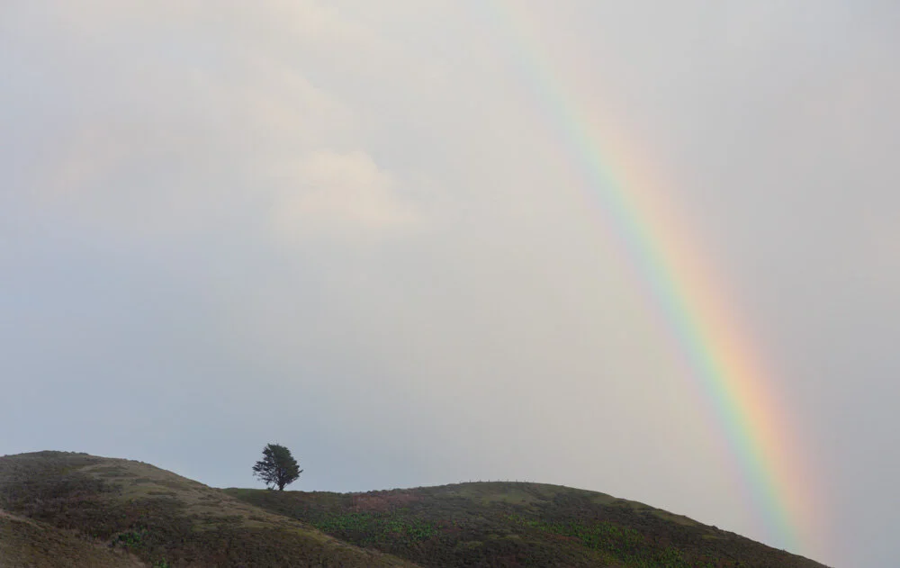 Rainbow over Cypress. Golden Gate NRA. 2019. Canon EOS 5DSr.